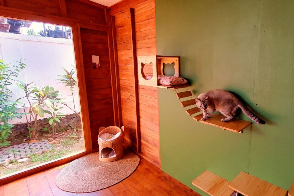 Cats exploring the bright indoor lounge and secure outdoor garden at a luxury cat boarding house in Bali.
