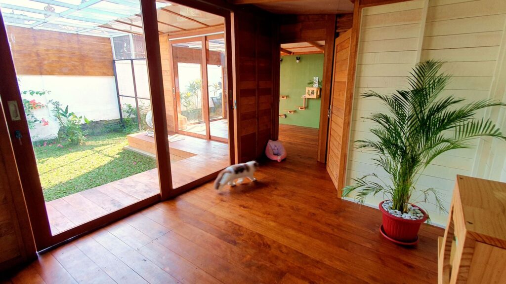 Bright indoor cat room at Bali Cat Boarding with direct access to a secure garden and spacious play areas.