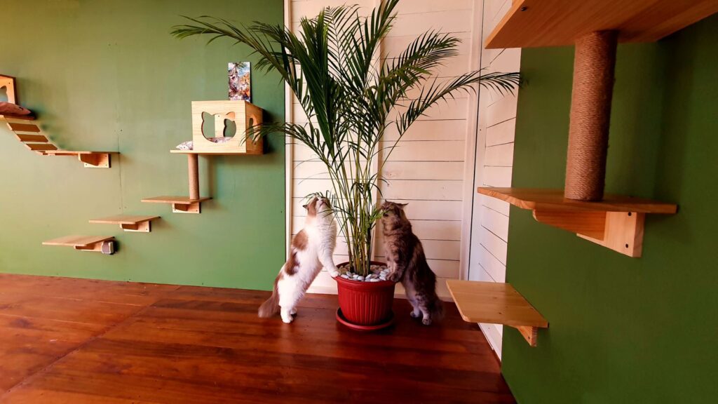 Two cats exploring a spacious indoor playroom at Bali Cat Boarding, featuring wooden climbing shelves, cat houses, and a calm environment.