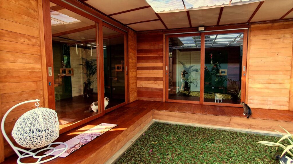 Cats enjoying the secure garden between the wooden bungalows at Bali Cat Boarding in a peaceful outdoor environment.