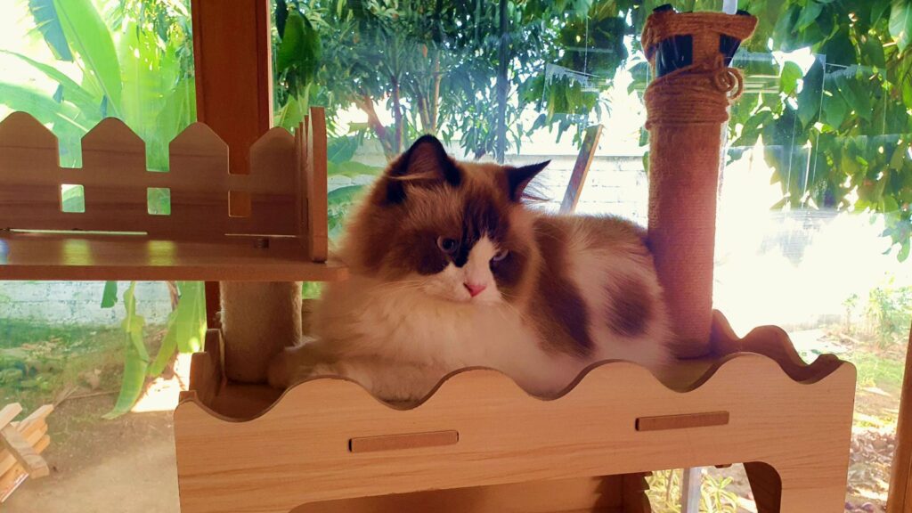 Cat resting on a handcrafted wooden cat tree inside Bali Cat Boarding, surrounded by natural light and tropical garden views.