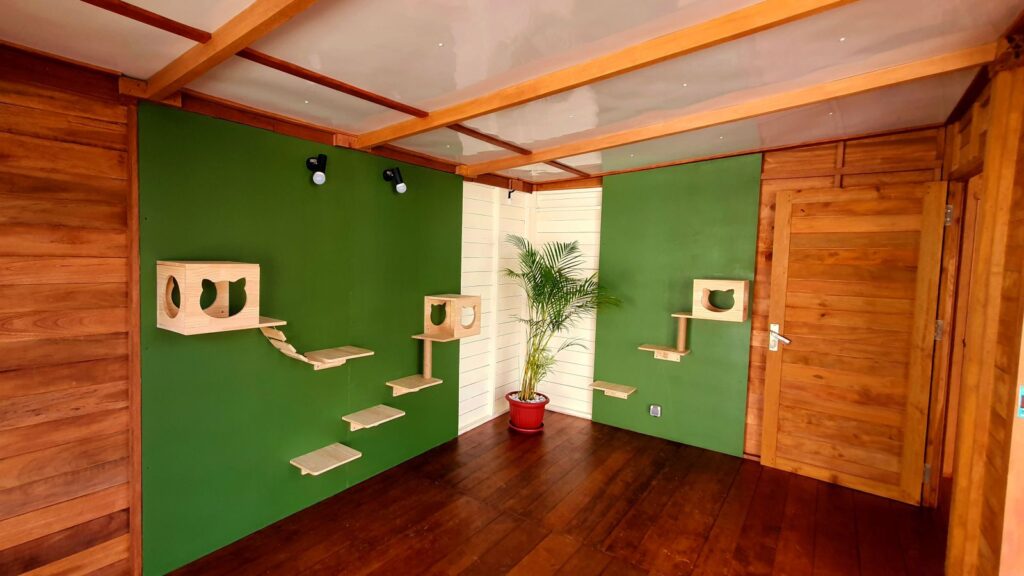 Spacious indoor playroom at Bali Cat Boarding featuring wooden climbing shelves, cat houses, and a safe enrichment environment for cats.