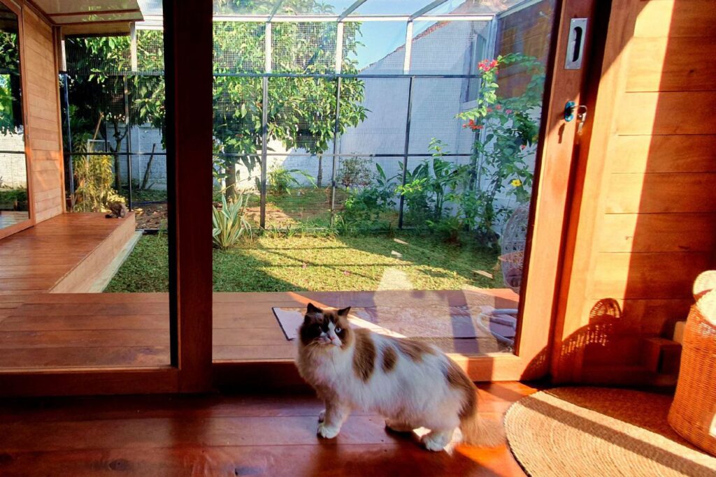 Long-haired cat relaxing indoors while overlooking the secure garden at Bali Cat Boarding.
