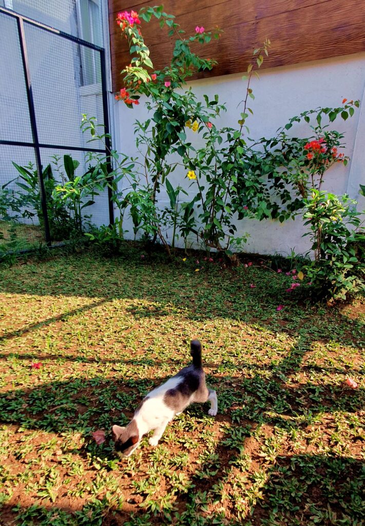 Cat exploring the secure outdoor garden at a luxury cat boarding house in Bali.