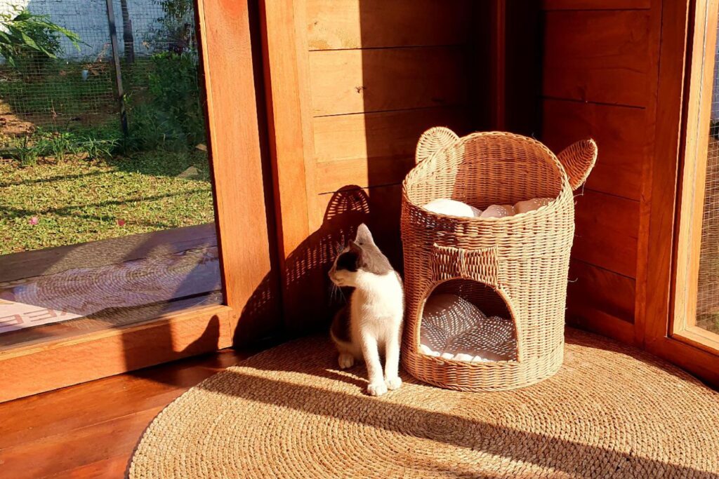 Cat relaxing beside a cozy wicker cat bed in a bright room at Bali Cat Boarding.