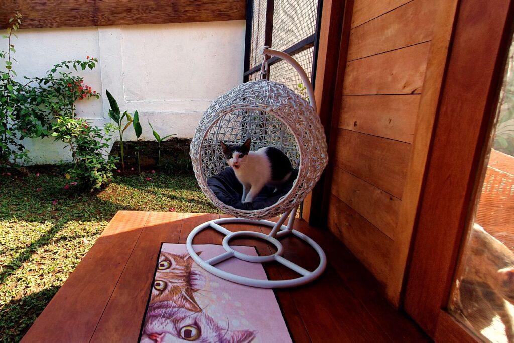 Black and white cat relaxing in a hanging chair on the covered terrace at Bali Cat Boarding.