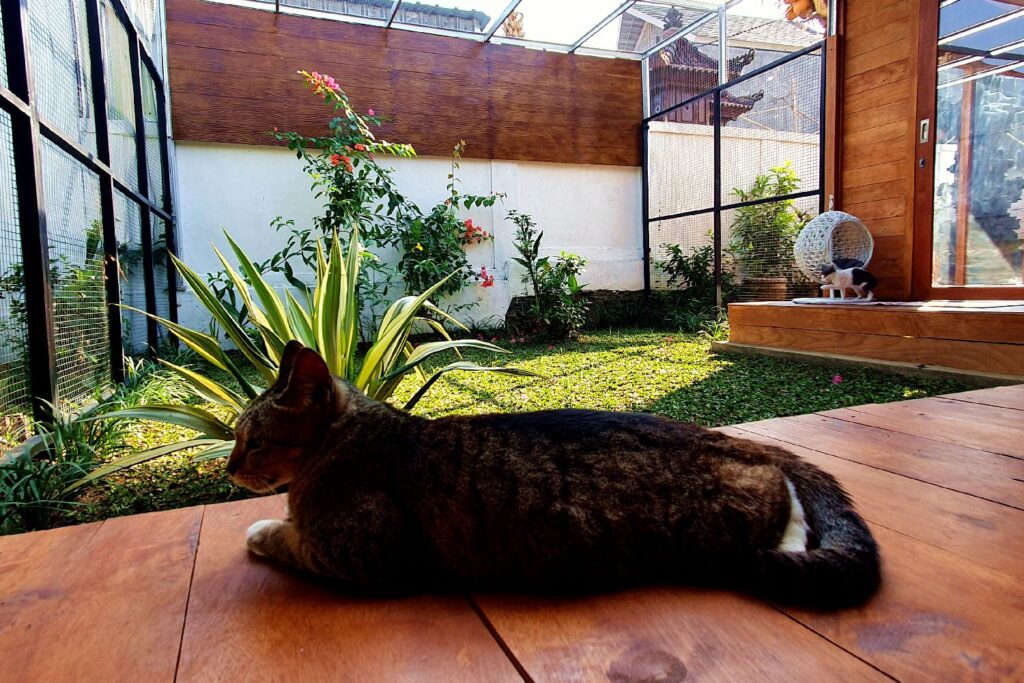 Relaxed tabby cat resting on the wooden deck overlooking the secure garden at Bali Cat Boarding.