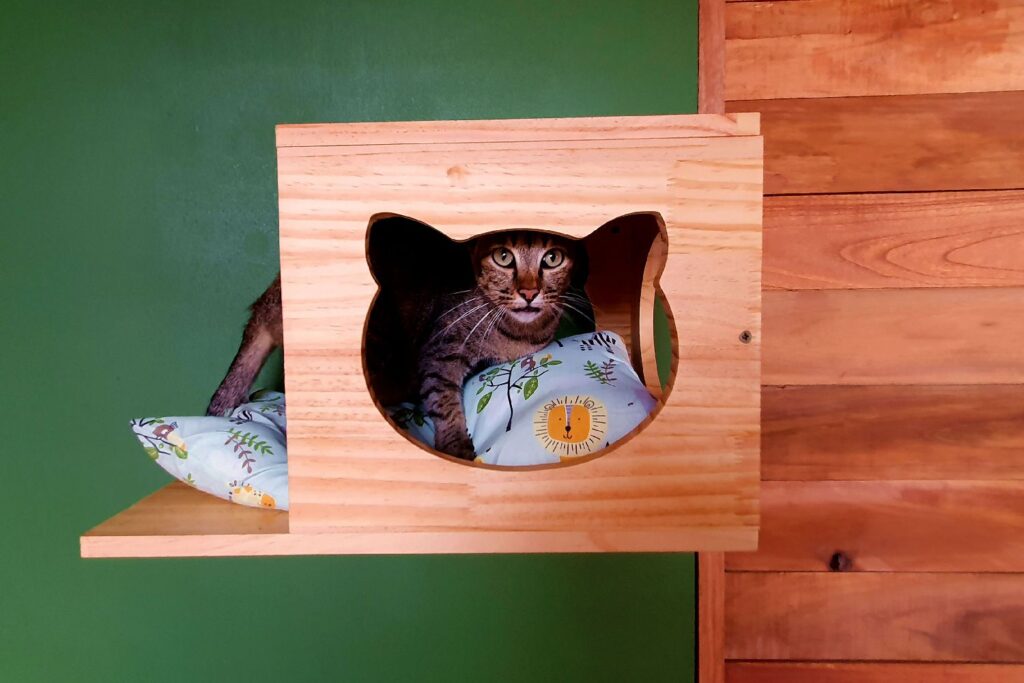 Cat relaxing inside a handcrafted wooden hideaway with a soft cushion at Bali Cat Boarding.