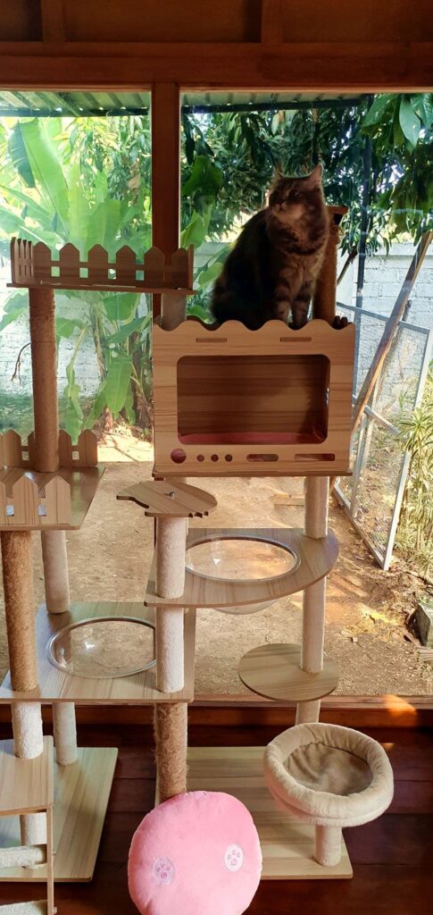 Cat relaxing on top of a cat tree inside a private bungalow, overlooking the tropical garden through a large glass window.