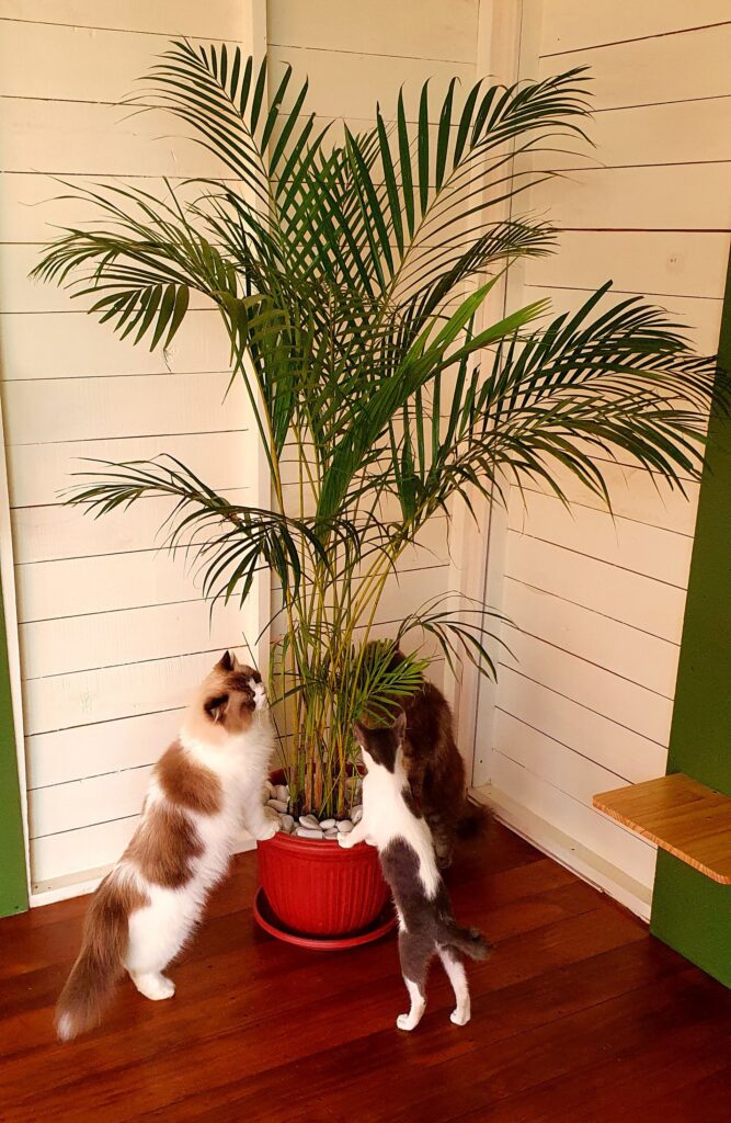 Three cats exploring around an indoor palm tree in the play area at Bali Cat Boarding.