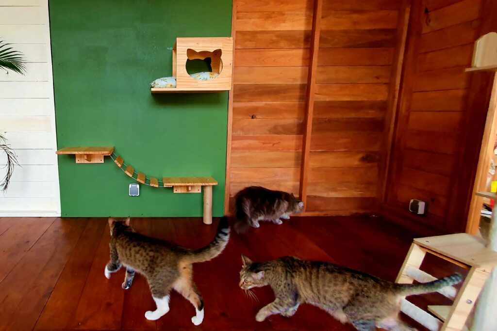 Three cats exploring the spacious indoor playroom with climbing shelves at Bali Cat Boarding.