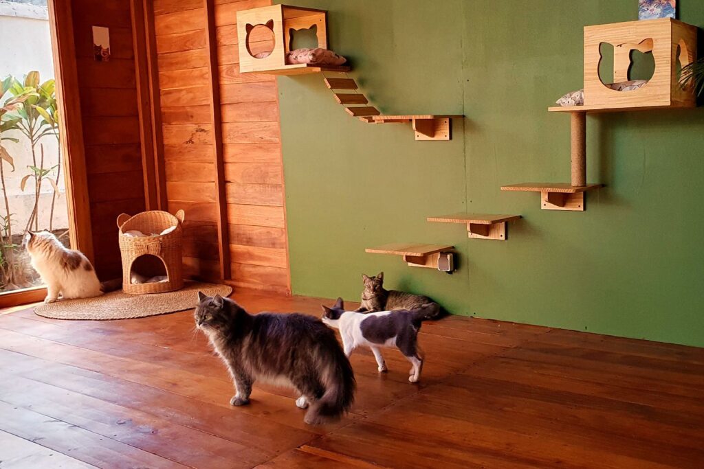 Several cats relaxing and exploring the indoor playroom at Bali Cat Boarding with handcrafted climbing shelves and cozy resting areas.