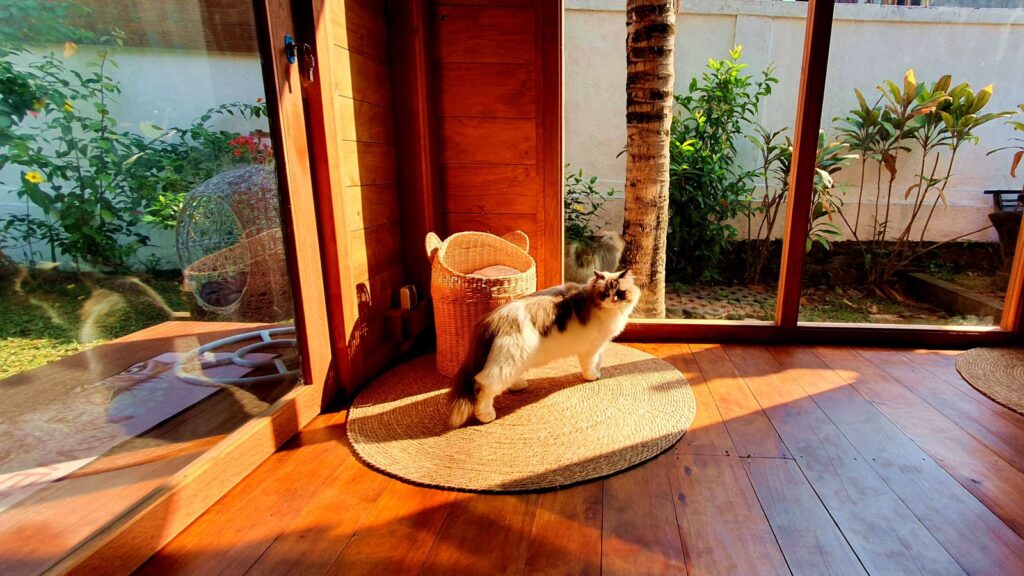 Cat relaxing in a bright indoor space with large windows overlooking the secure garden at Bali Cat Boarding.