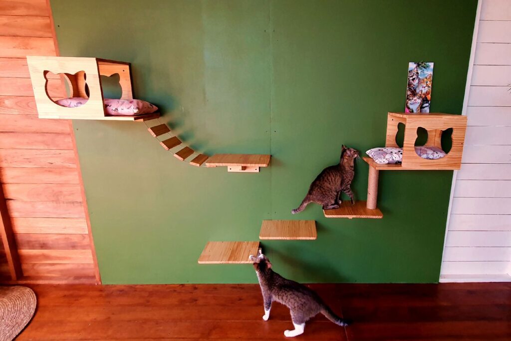 Cats exploring wall-mounted climbing shelves and elevated hideaways at Bali Cat Boarding.